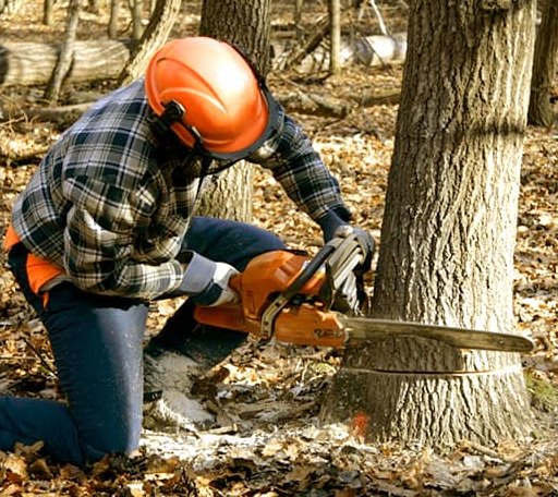 Tree Removal in Big Bear Lake, CA